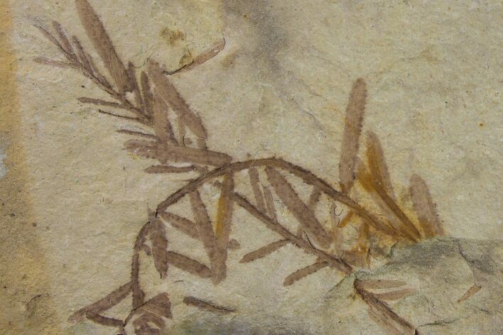 Dawn Redwood (Metasequoia) Fossil - Montana #153691